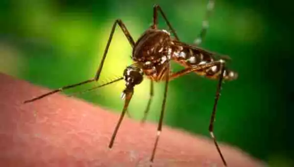 How To Stop Mosquitoes And Other Insects From Feeding On You